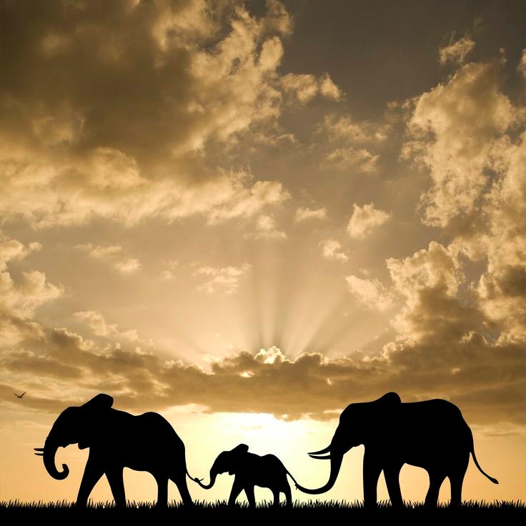 The Elephant Under The Bridge