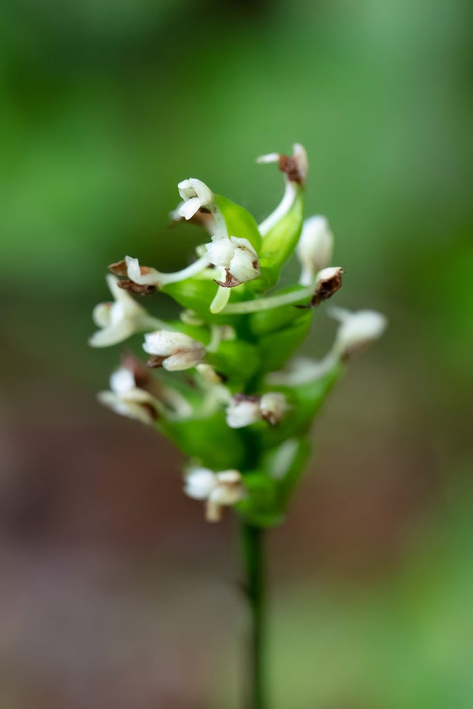Close-up of a stalk of green bracts (turning into seedpods) with pale, green-white petals at the end of each partially-formed pod.