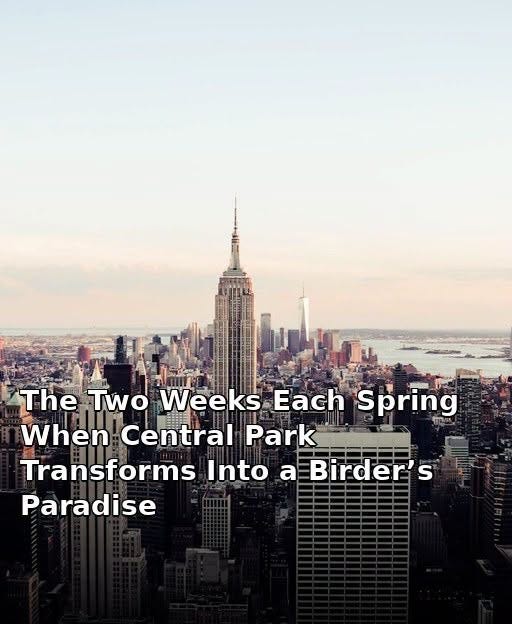 May be an image of skyscraper and text that says 'The Two Weeks Each When Central Park Transforms nto Into a Birder's Paradise Spring リ'