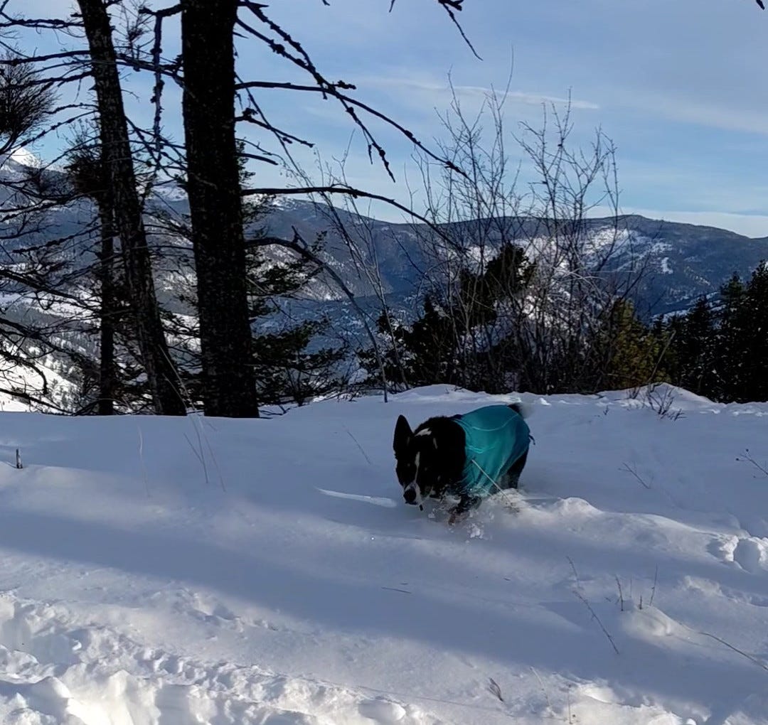 Border collie in a jacket struggling through deep snow on a forested ridge