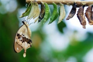 brown-white-butterfly-butterflies-colorful-63643