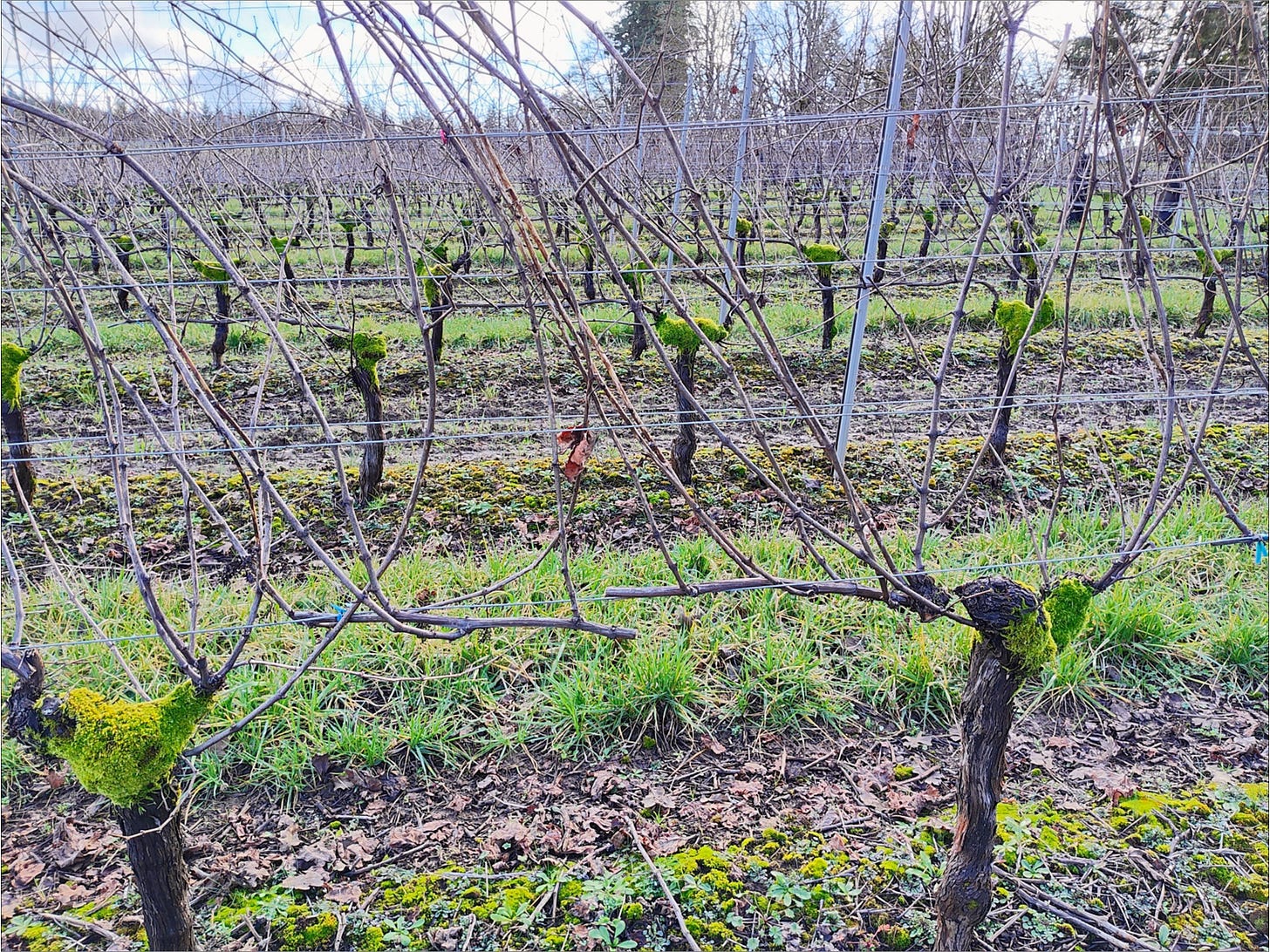 Grapevine ready for brush pull.