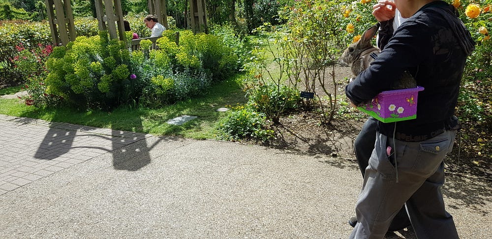 A grey rabbit being carried in rose garden
