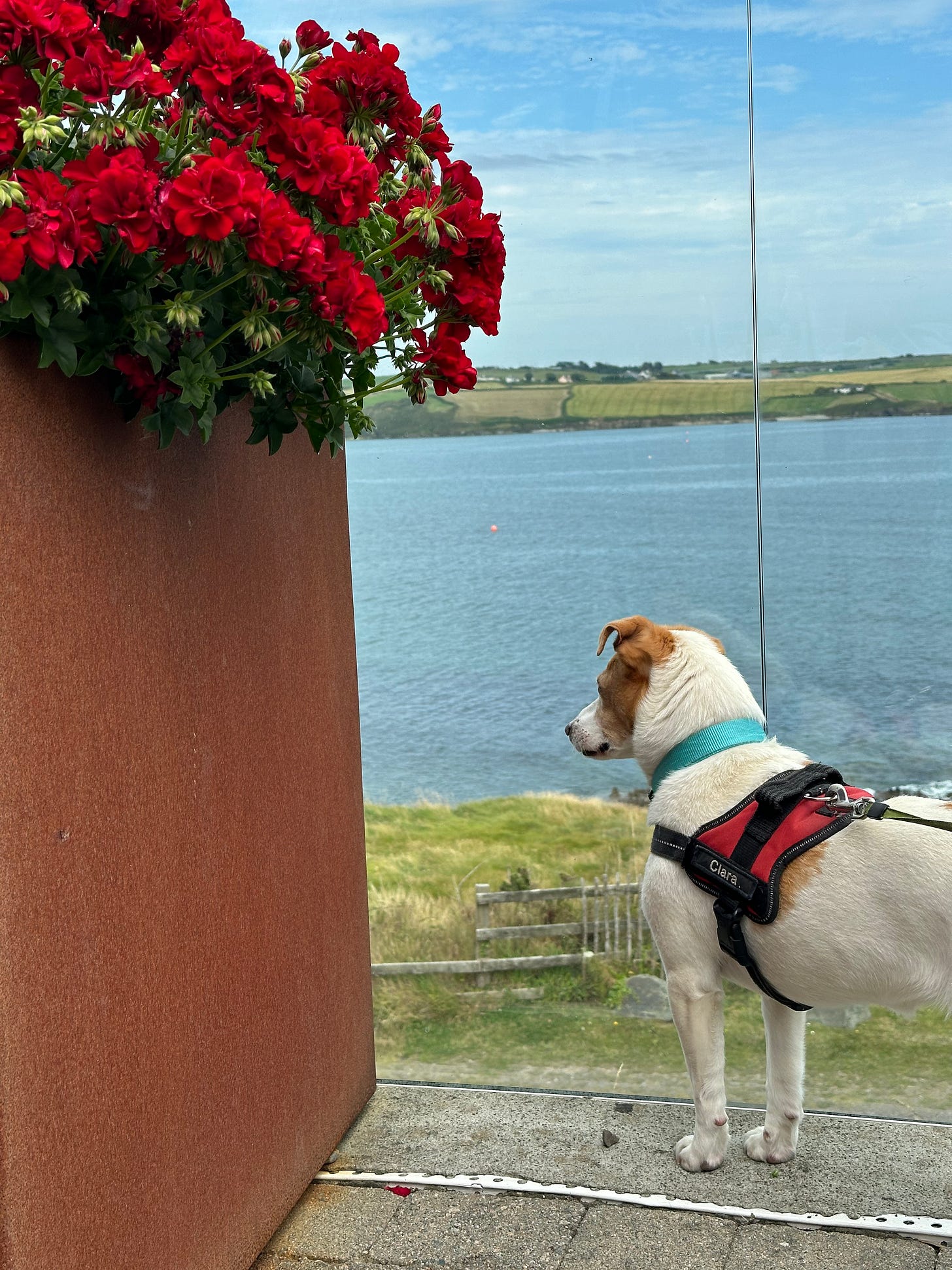 Clara checking out Clonakilty Bay from the terrace at Dunmore House Hotel