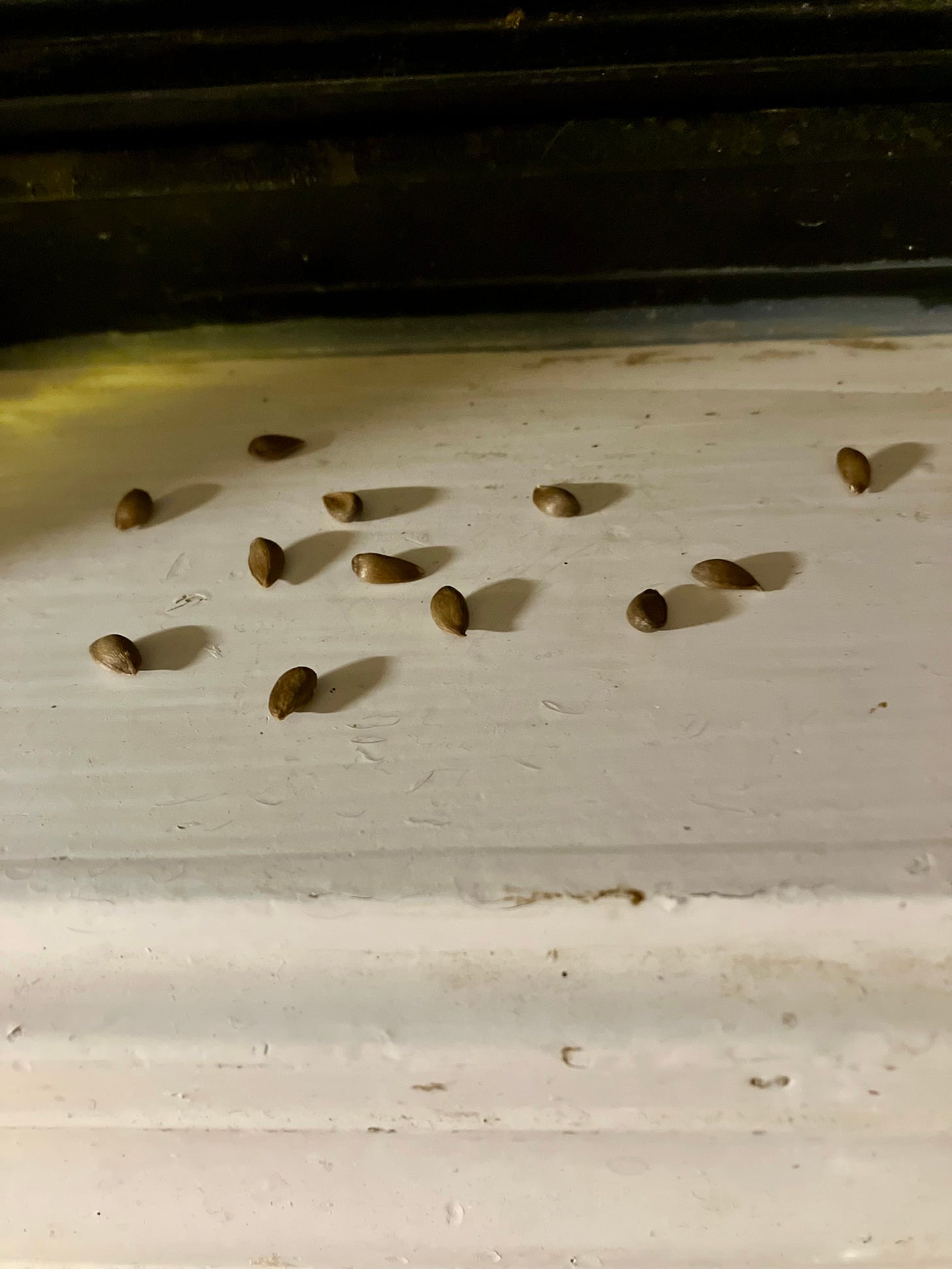 Closeup of twelve dark brown apple seeds scattered on a white painted windowsill, casting sharp shadows.