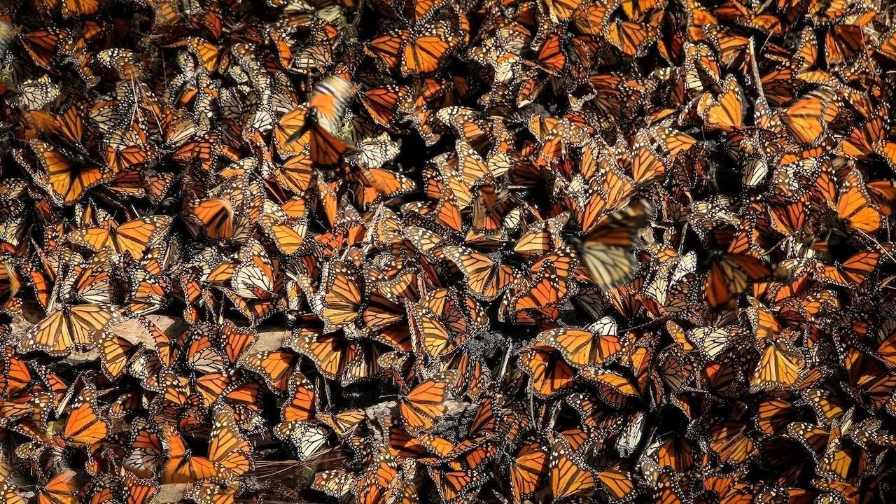 Lots of orange and black butterflies