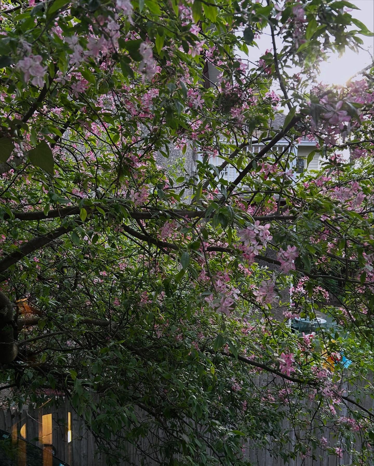 May be an image of shadbush, stone-fruit tree and jacaranda
