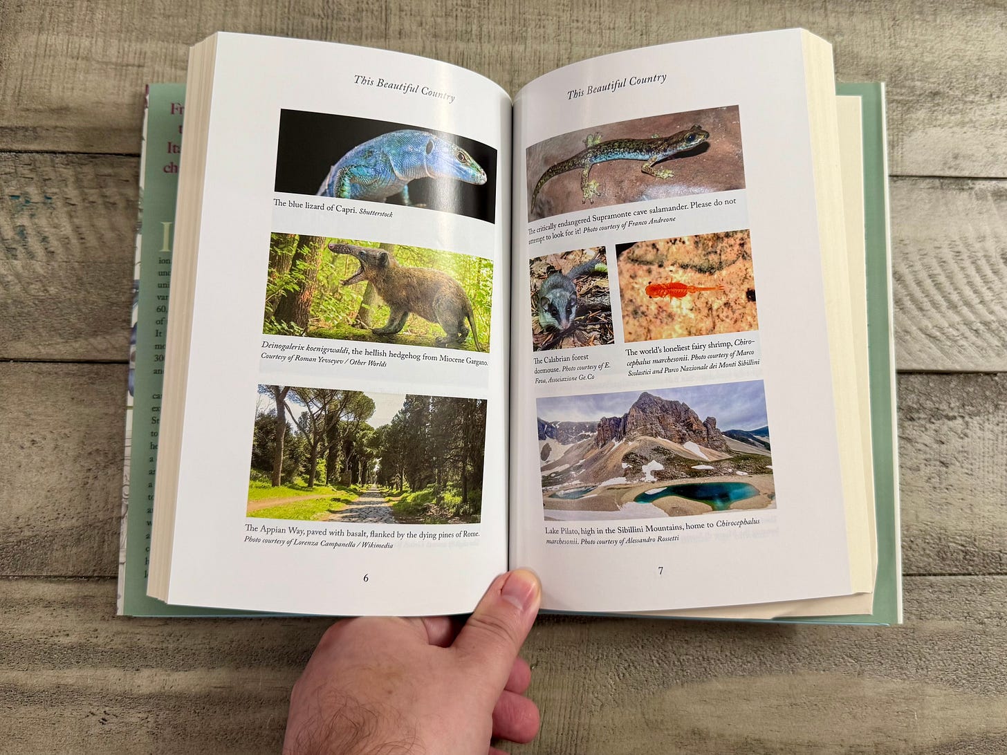 From the book's color plates