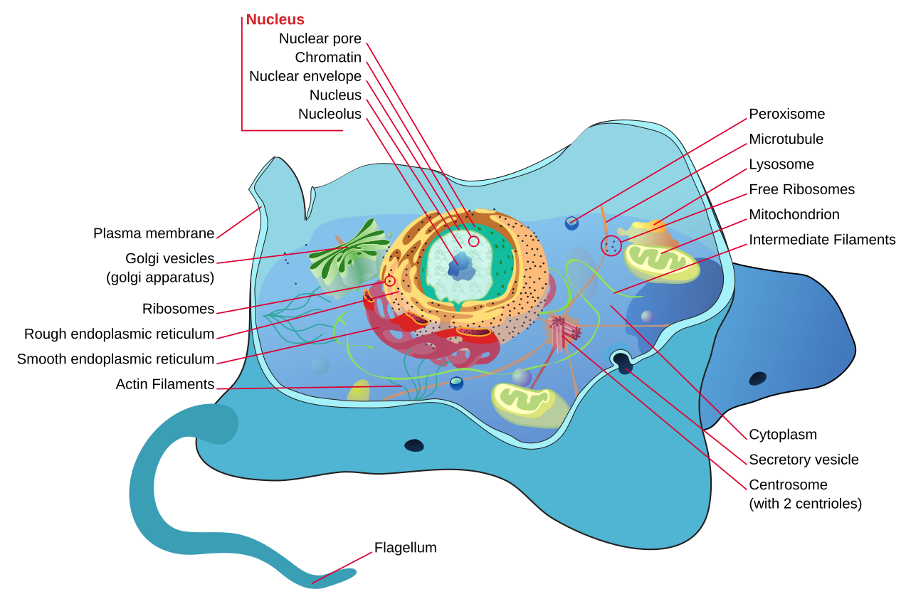 Animal cell structure