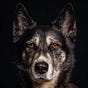 Wenteltrapje's avatar