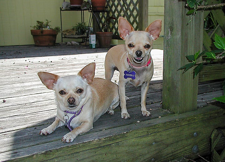 Three photos of my Chihuahuas at various ages, and the final photo shows us kayaking together in the summer of 2013, just before Frida was killed. 