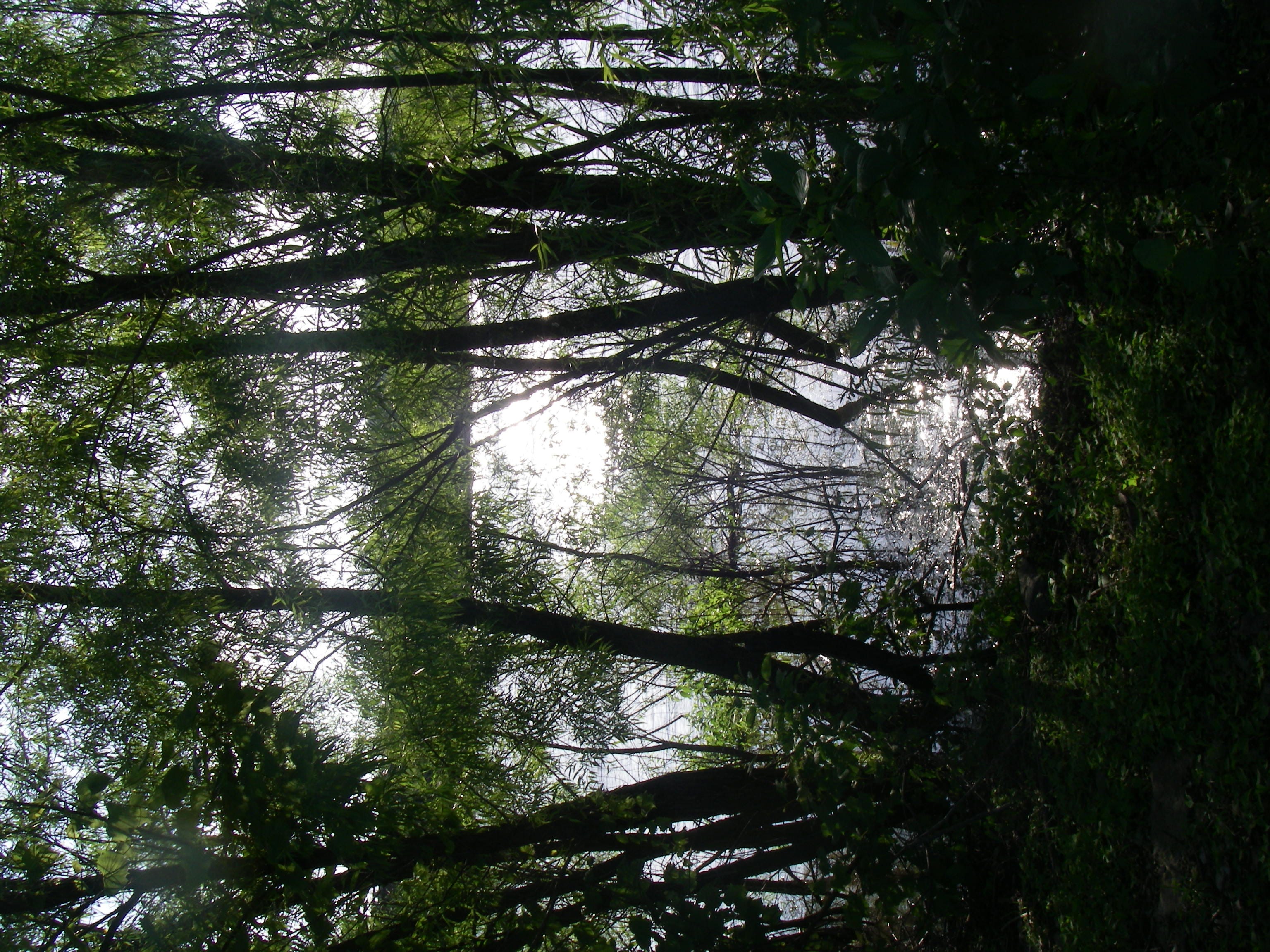 streamfortyseven’s Newsletter