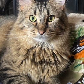 Contrarian Pet of the Week