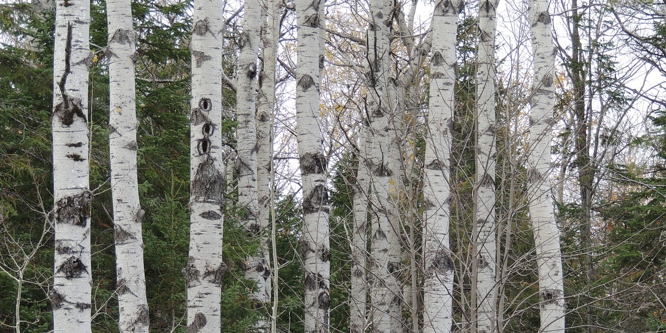 Birch - The Graceful One