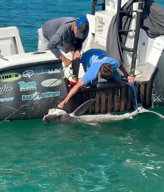 Marine Deputies and Mote Marine Team Rescue Entangled Shark at Manatee Public Beach