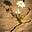 In Bloom, Quietly's avatar
