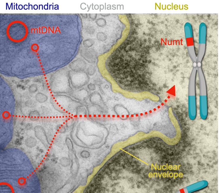 Mitochondrial DNA Changes Our Genome