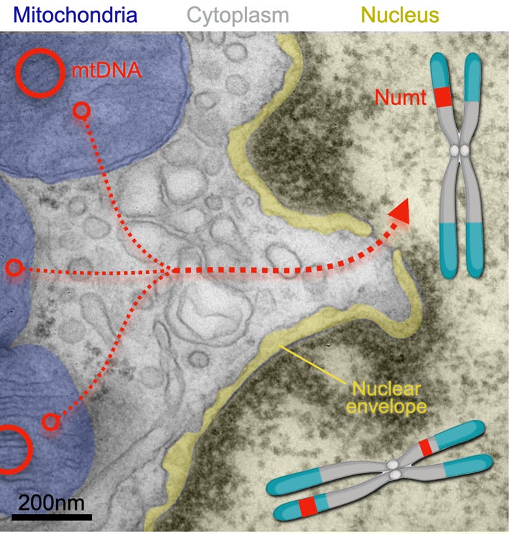 Mito DNA in the cell