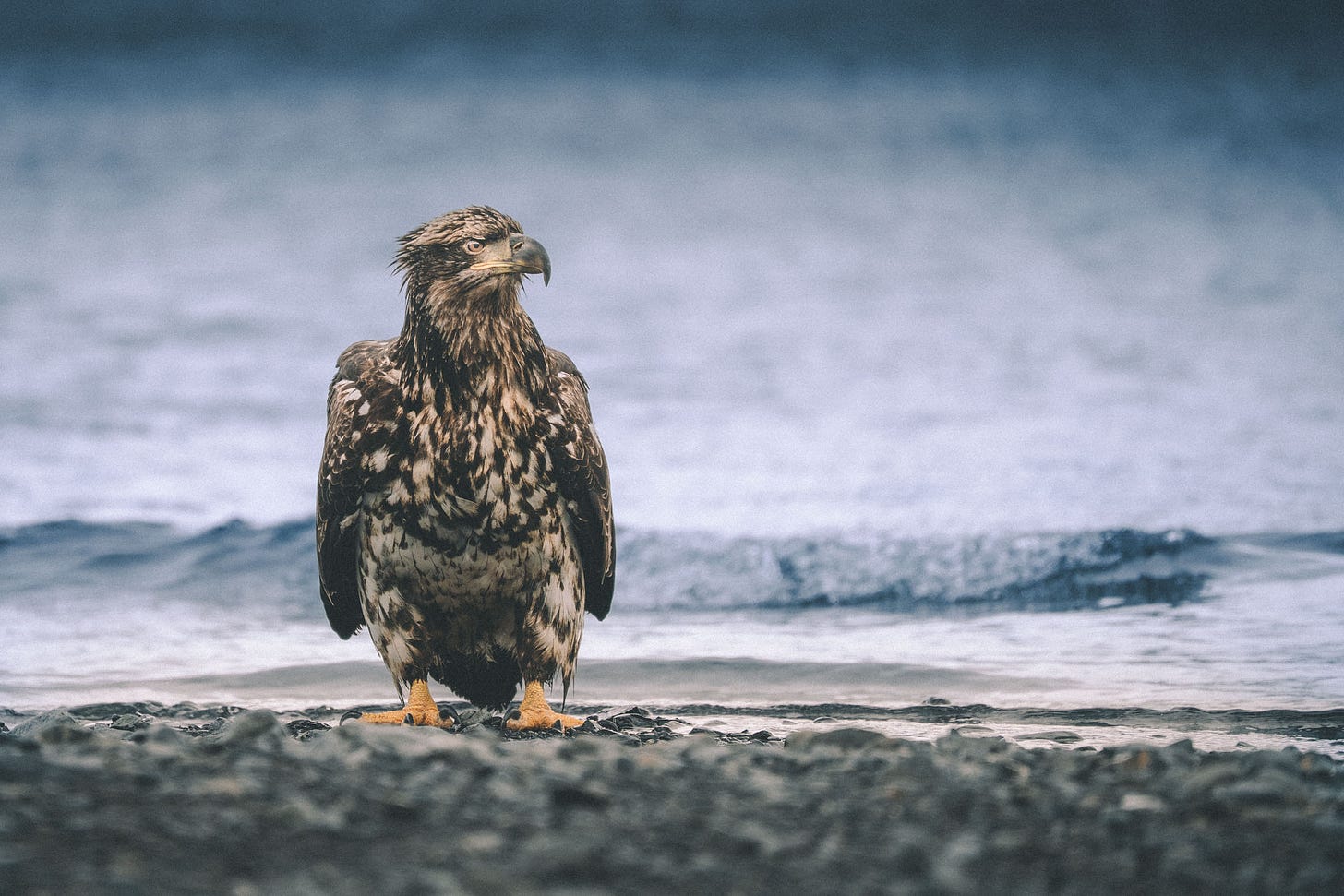 A juvenile bald eagle on a beach near Seward, Alaska.