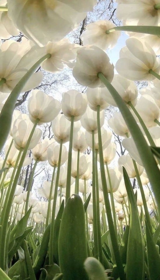 White tulips shot from below