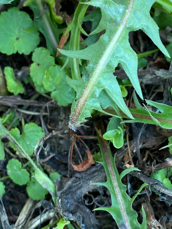 Right, chicory leaf, Left, dandelion leaf