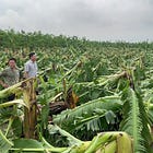 The End of Bananas & Dwindling Diversity | Rewilding Update