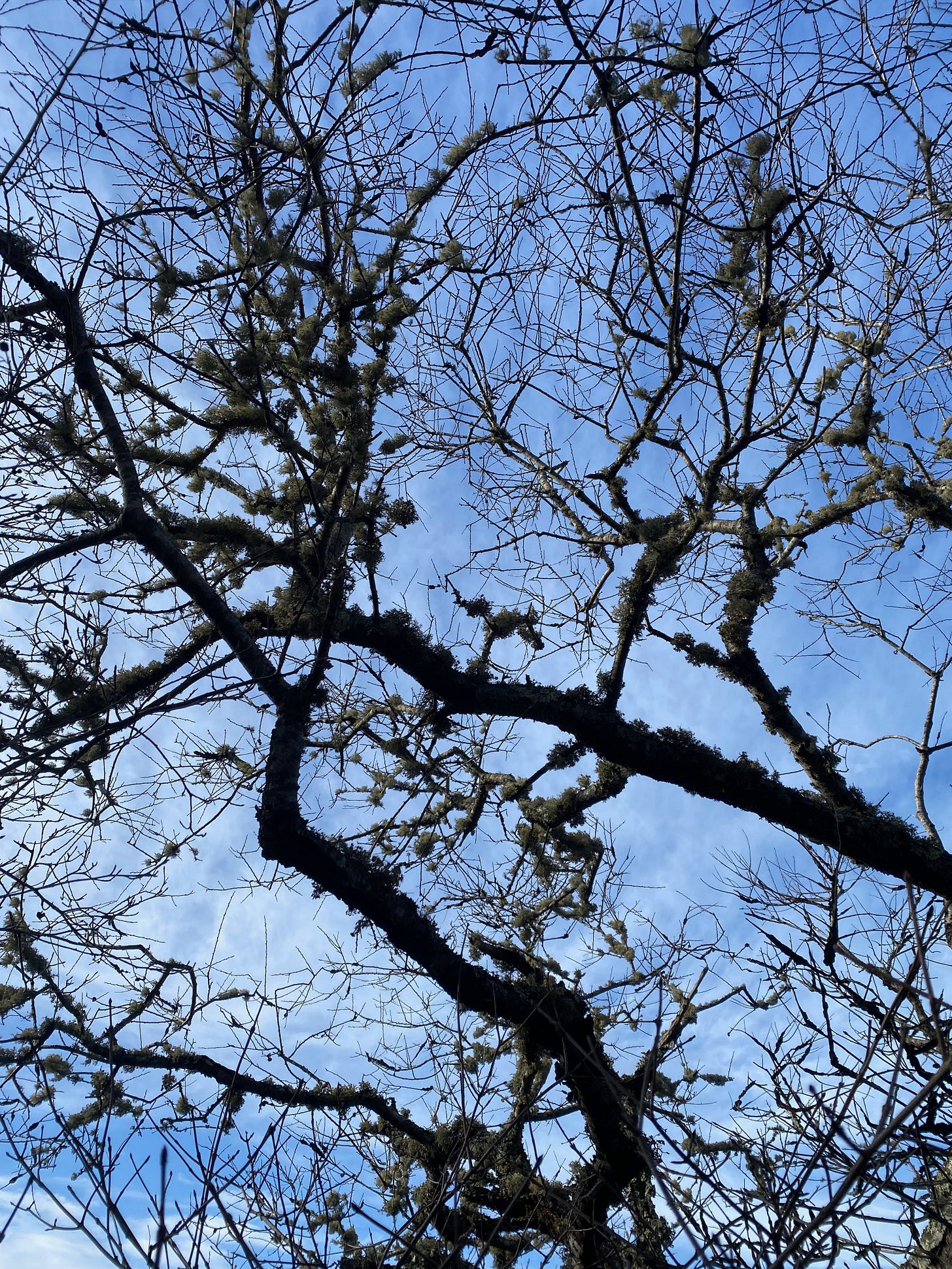 View of the craggy, twisted branches of a tree, covered in thick lichen, against a blue sky.