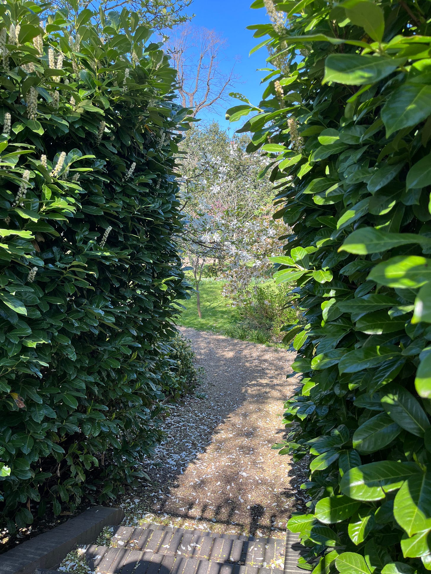 A path between two hedges leading to a garden.