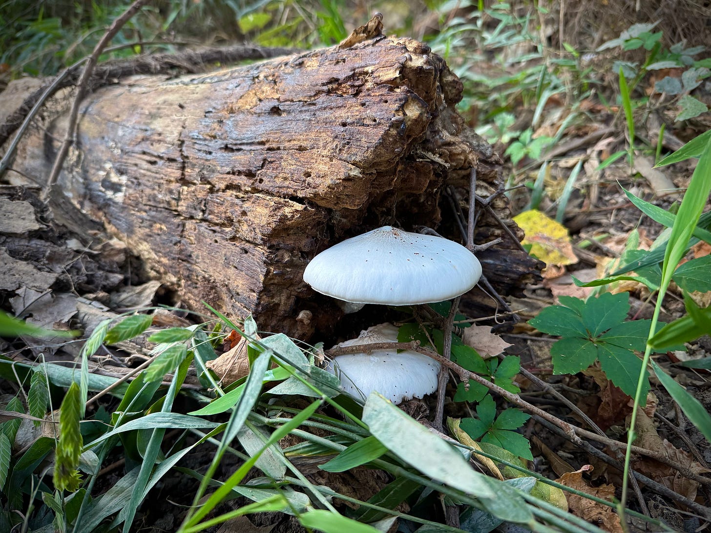 White mushroom growing from log