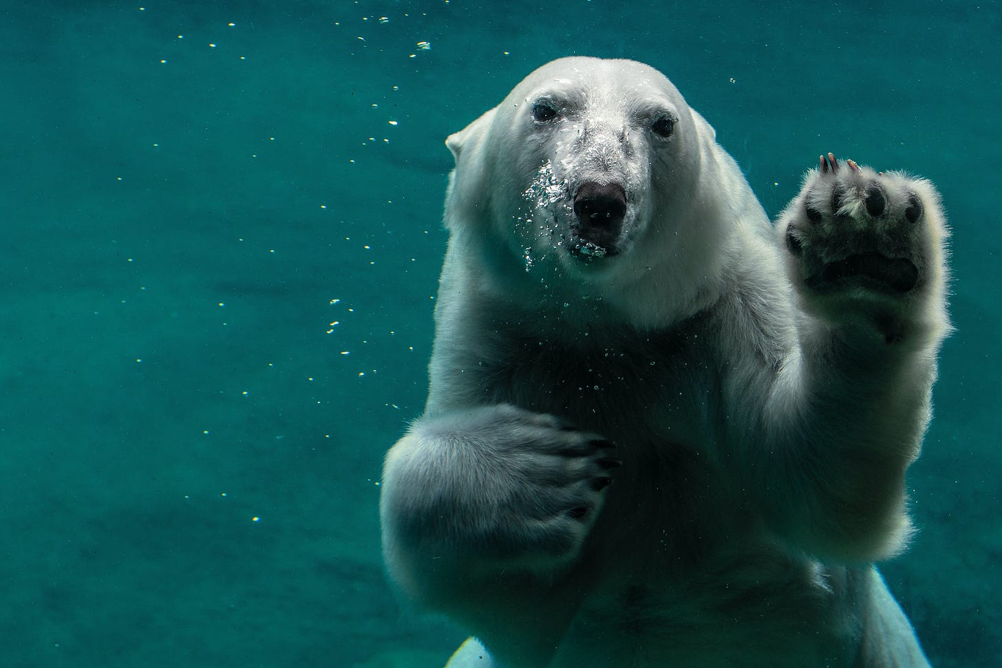 polar bear polar bear