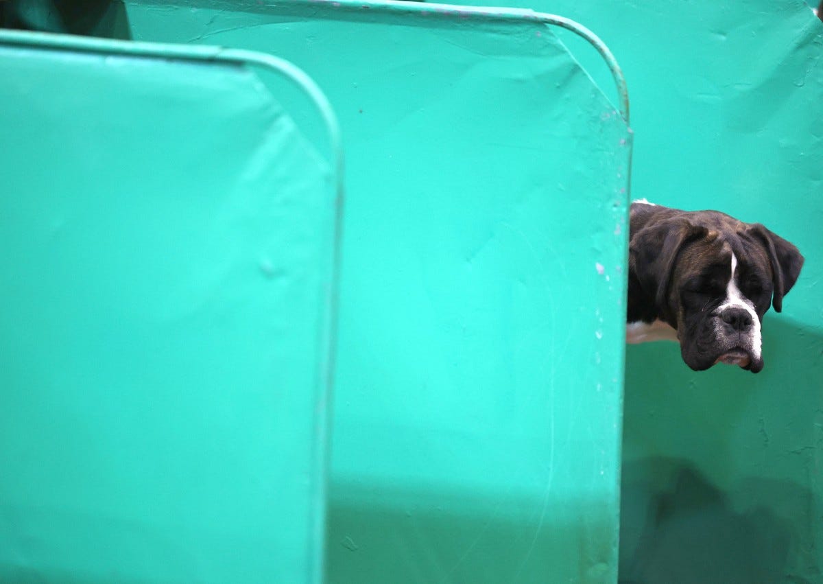 Crufts es una exposición canina internacional anual organizada por The Kennel Club y fundada en 1891. Foto: EFE/EPA/NEIL HALL