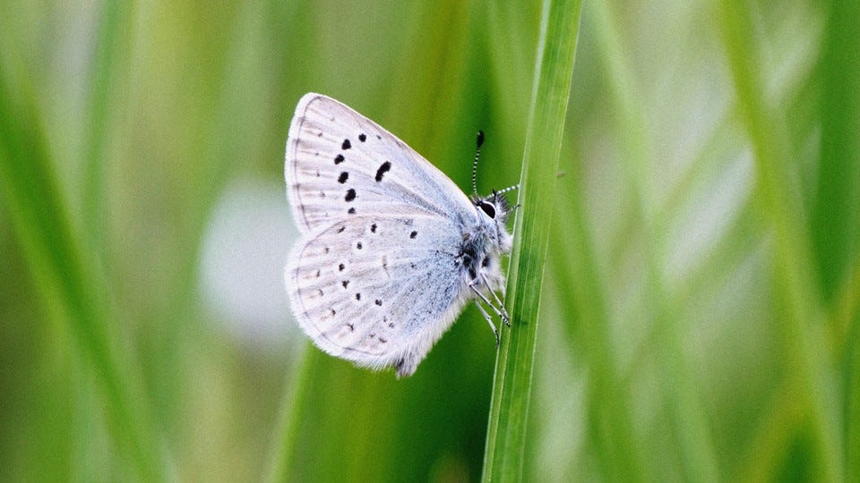 Fender's blue butterfly perched on grass Fender's blue butterfly perched on grass