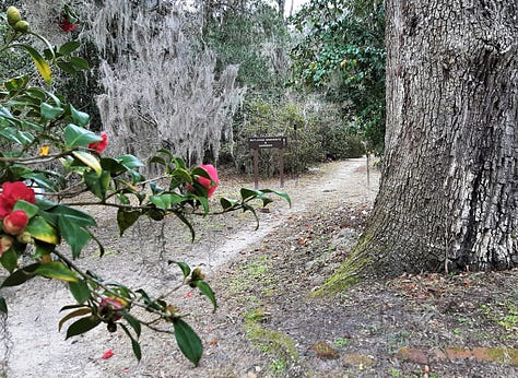 A trail with limbs hanging over and flowers blooming along the side.