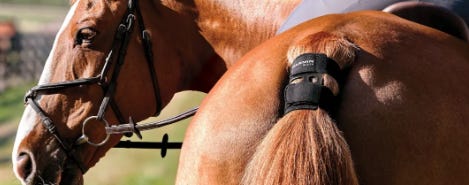 A close-up of a horse's tail
AI-generated content may be incorrect. A close-up of a horse's tail
AI-generated content may be incorrect.