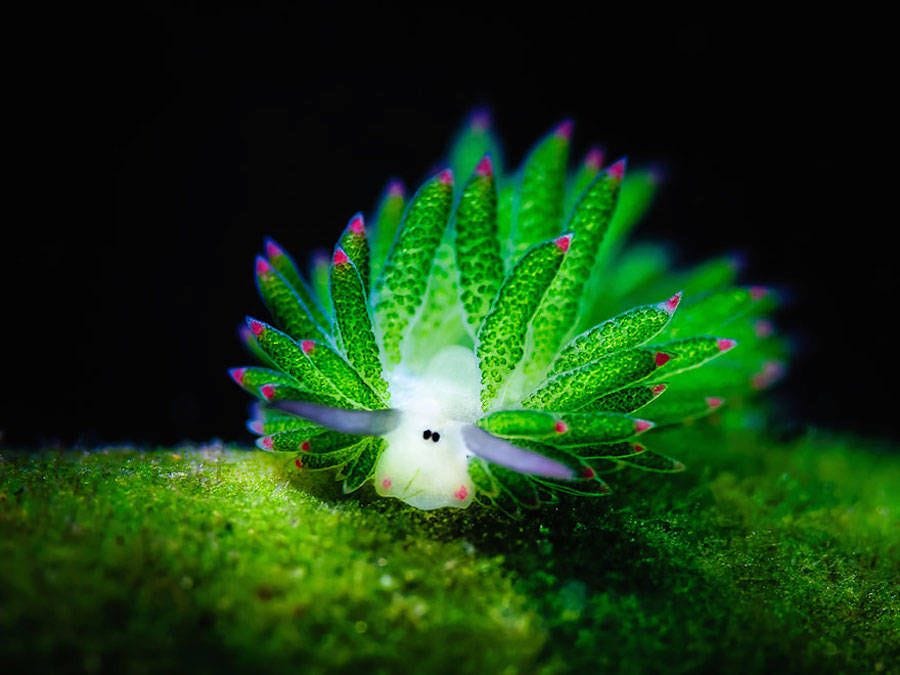 A vibrant green sea slug (Costasiella kuroshimae) with leaf-like appendages and a cute white face against a dark background.
