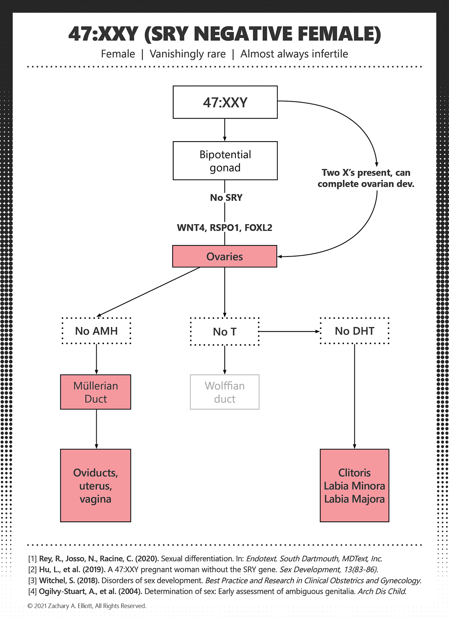 47XXY (SRY Negative Female).png