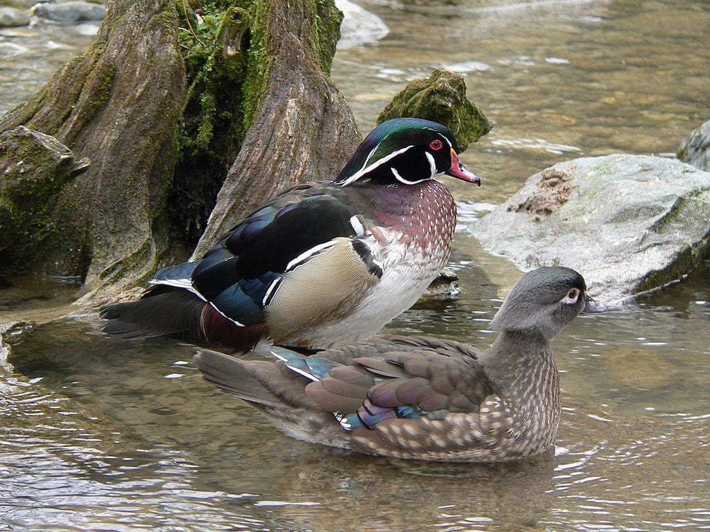 Male and female wood duck Male and female wood duck