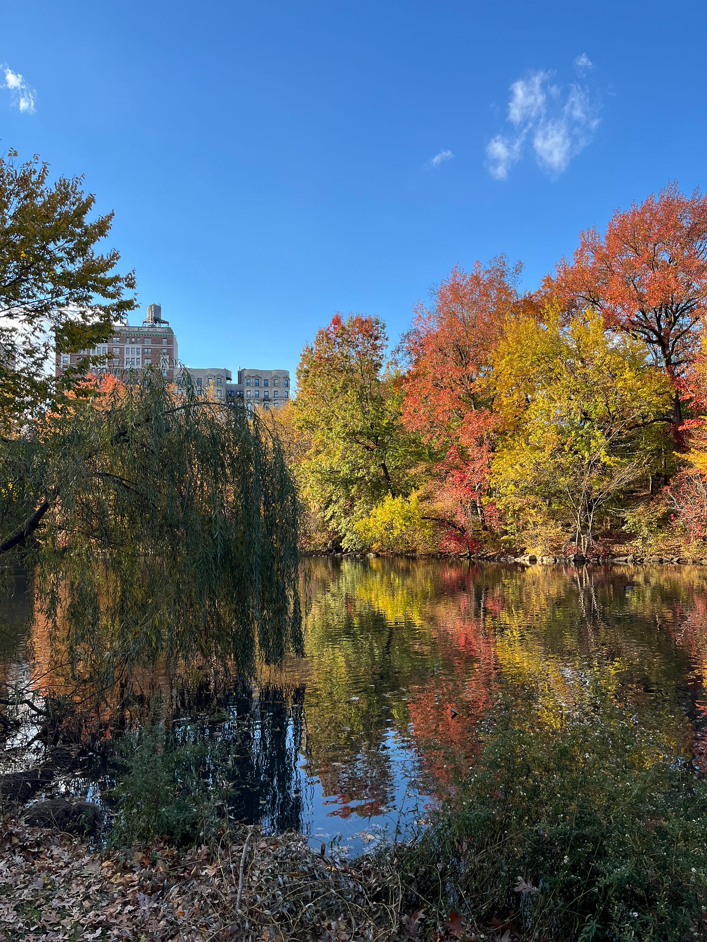 Gli alberi di Central Park cambiano colore e si specchiano nel lago, sotto un cielo azzurro