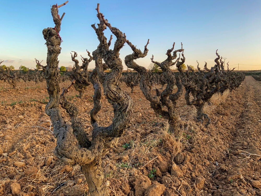 The Wild World of Ungrafted Vines