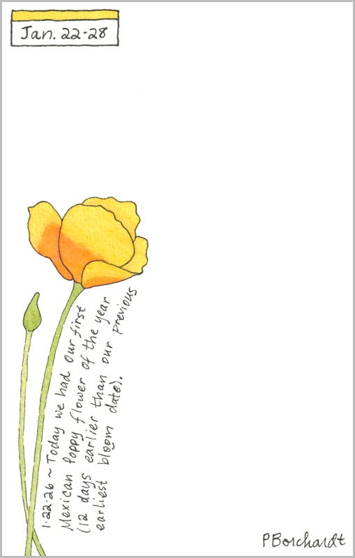 Perpetual Journal, week of Jan. 22-28: Mexican Poppy Flower and Bud (2026)