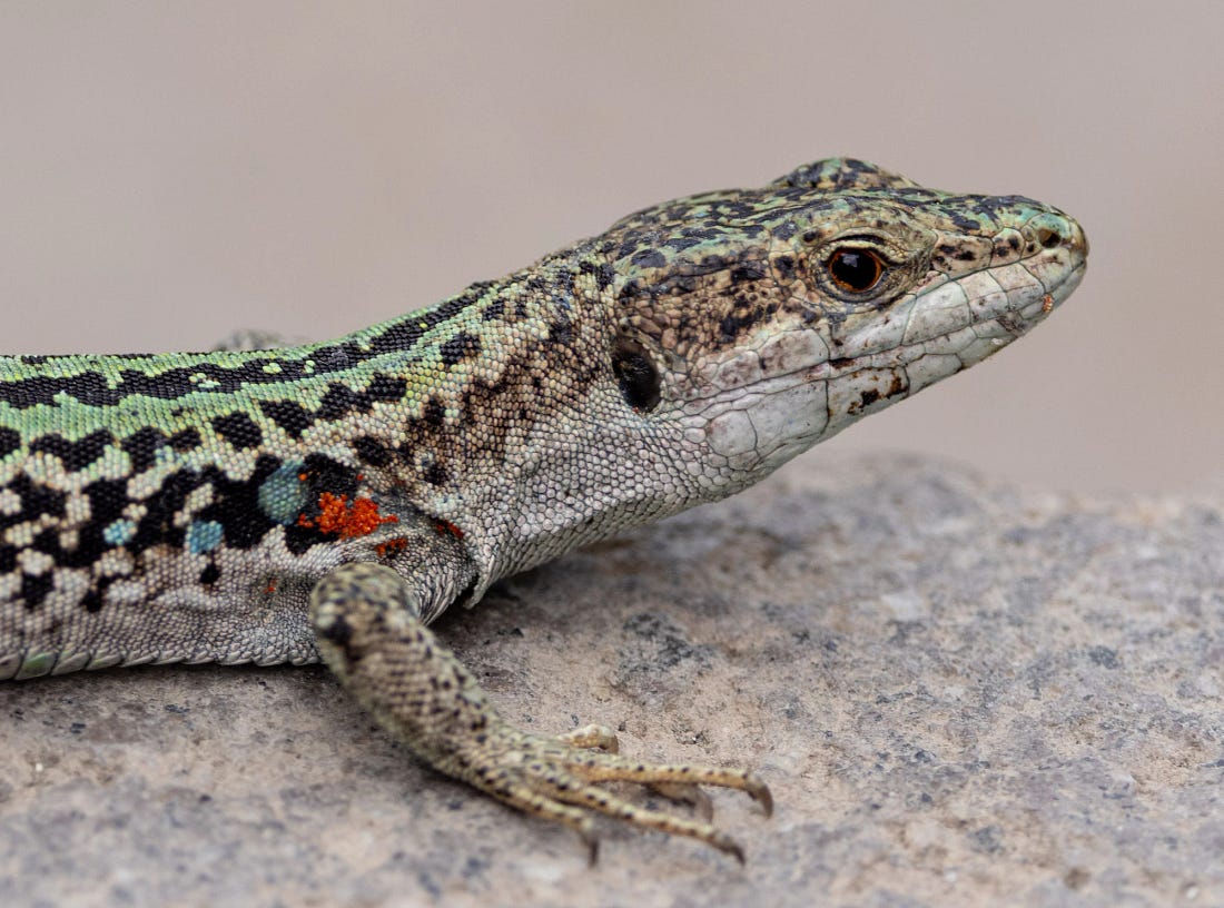 An Italian wall lizard among the gardens of the Villa Comunale, Taormina, Sicily. An Italian wall lizard among the gardens of the Villa Comunale, Taormina, Sicily.