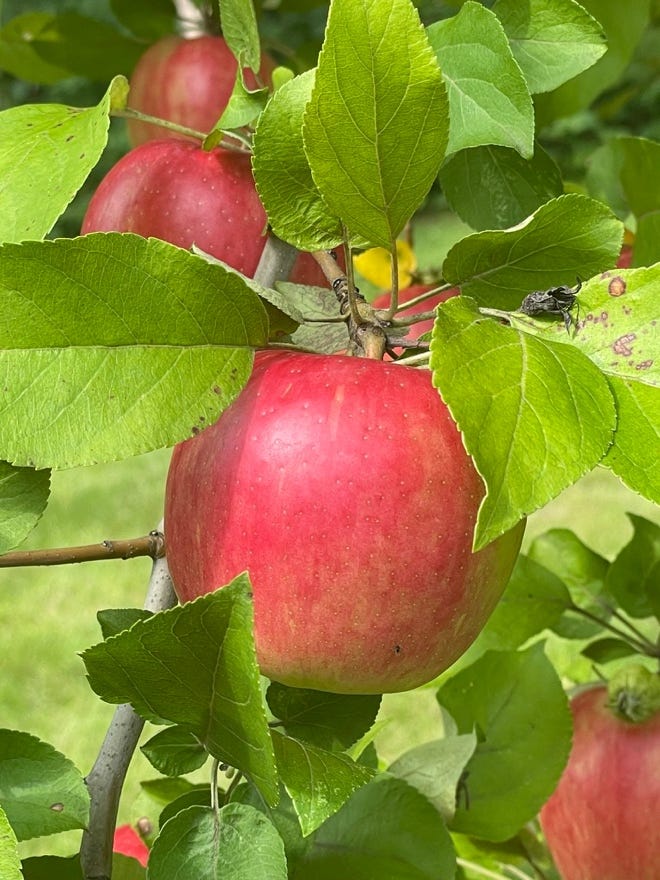 A group of apples on a tree

Description automatically generated