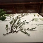 Here Story 銀魚走讀