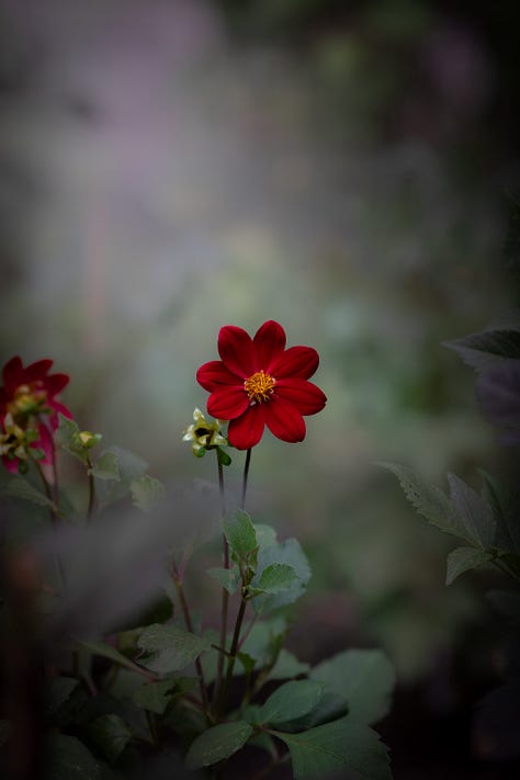 Dahlia cosmos mullein and coneflowers images