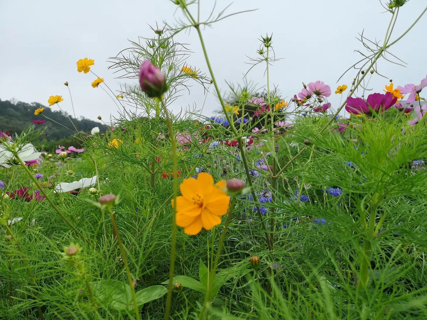 Like Sayer’s Old Meadow, our Safari parks have hundreds of wildflower species Like Sayer’s Old Meadow, our Safari parks have hundreds of wildflower species