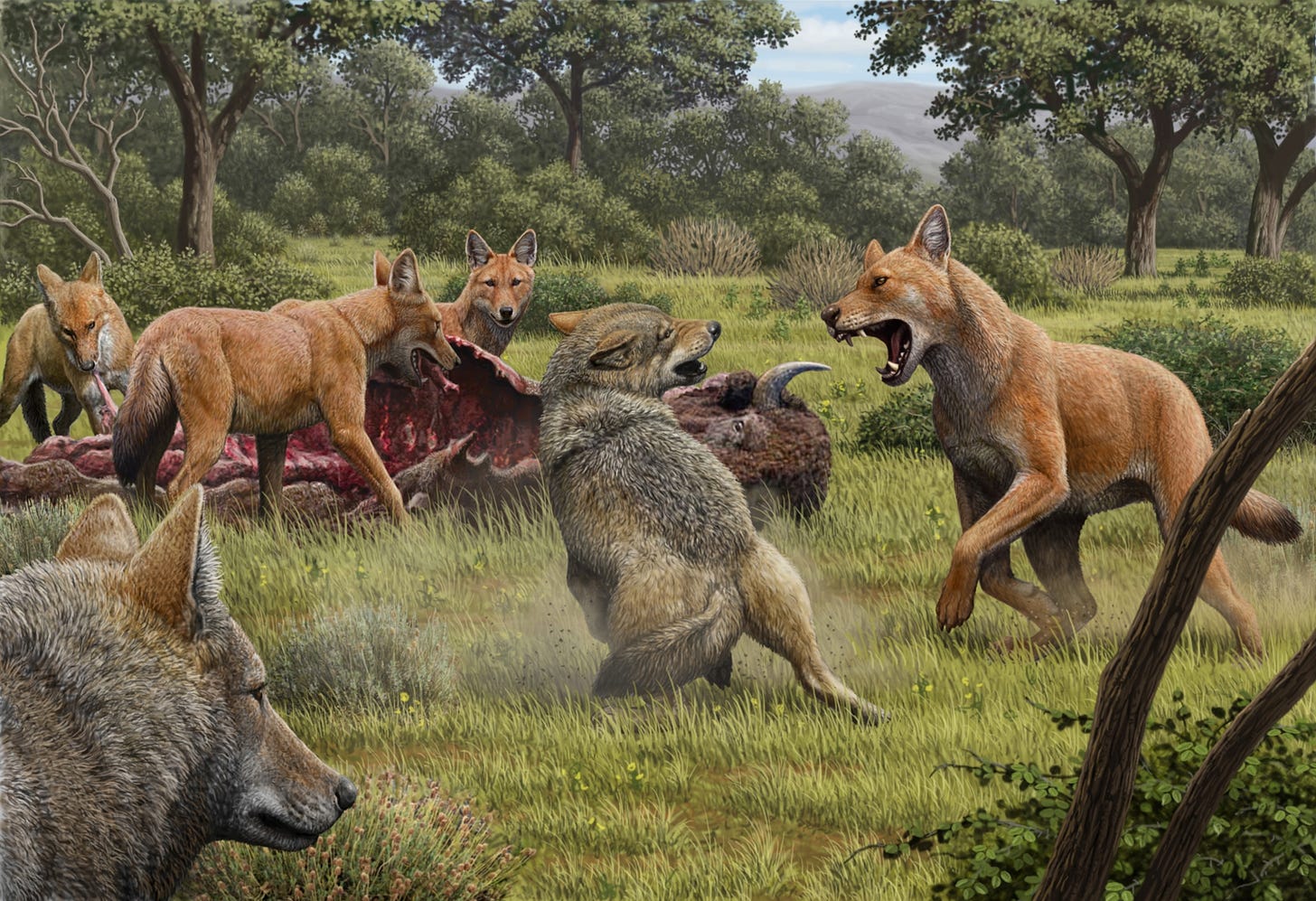Dire wolves were real—and even stranger than we thought Dire wolves were real—and even stranger than we thought
