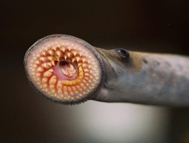 This is a photo of a sea lamprey, a nonnative, invasive, parasitic fish found in the Great Lakes. They are known as vampire fish.  PROVIDED BY GREAT LAKES FISHERY COMMISSION