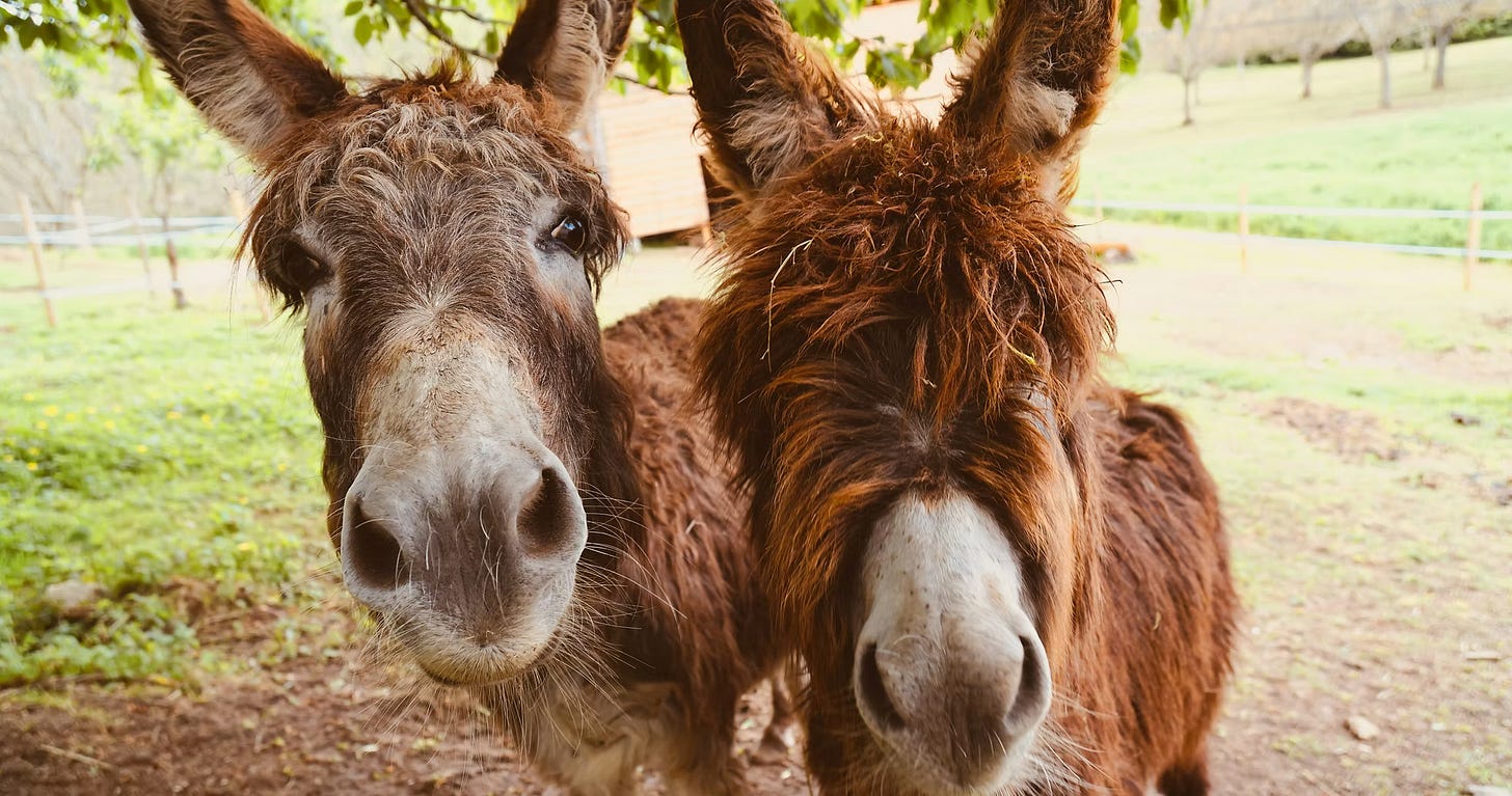 close up of two donkeys. close up of two donkeys.