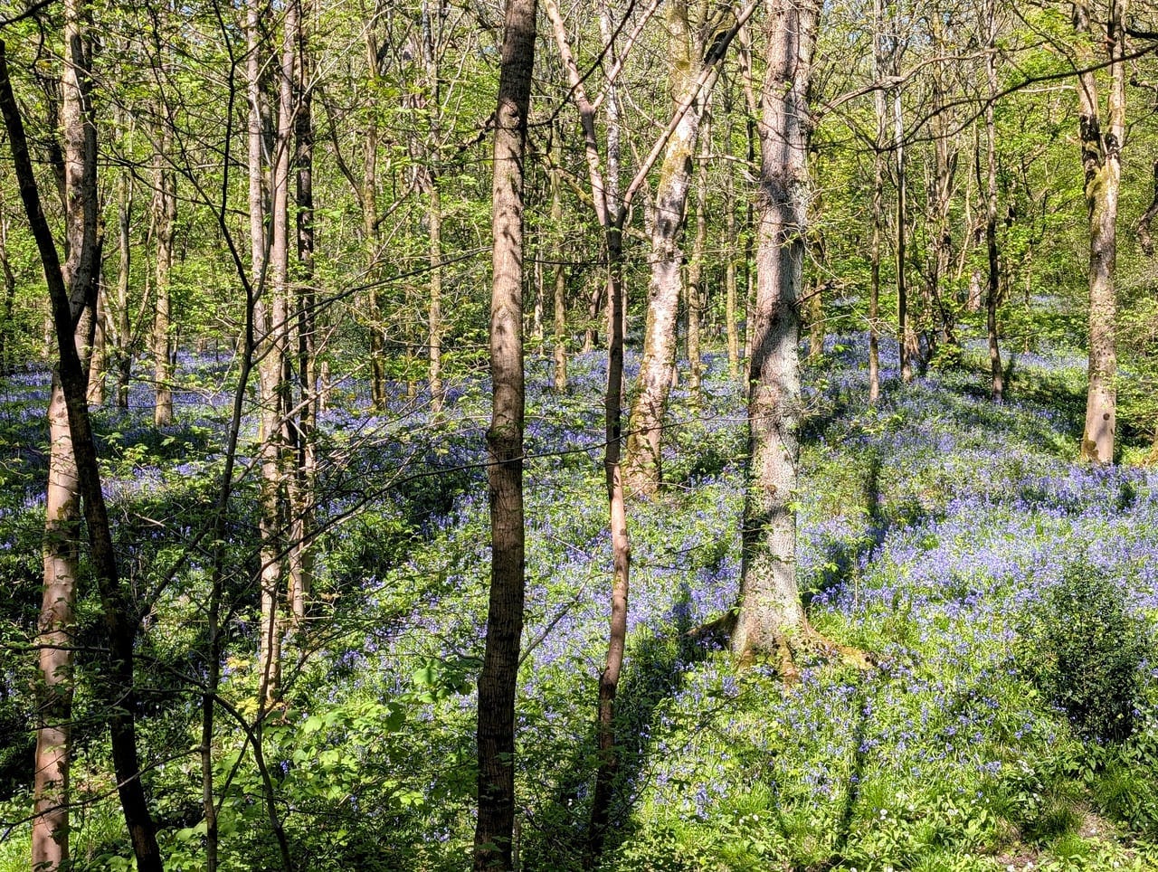 Bluebells in Spring Wood near Whalley, Lancashire