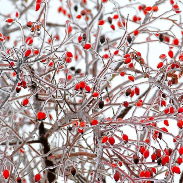 Winter Rose Care - National Garden Bureau Winter Rose Care - National Garden Bureau